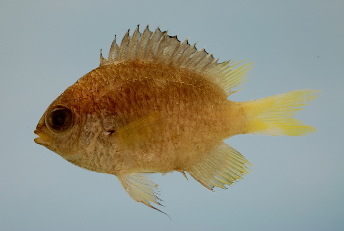 Chromis enchrysura Jordan & Gilbert, 1882